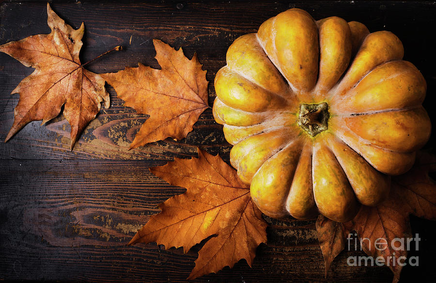 Pumpkin #7 Photograph by Jelena Jovanovic