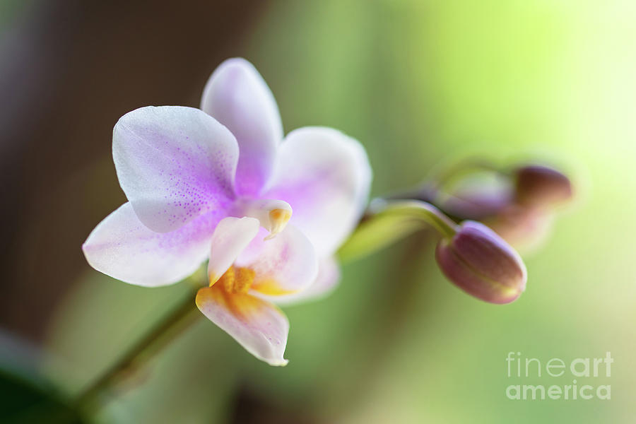 Purple Orchid Flower Photograph by Raul Rodriguez