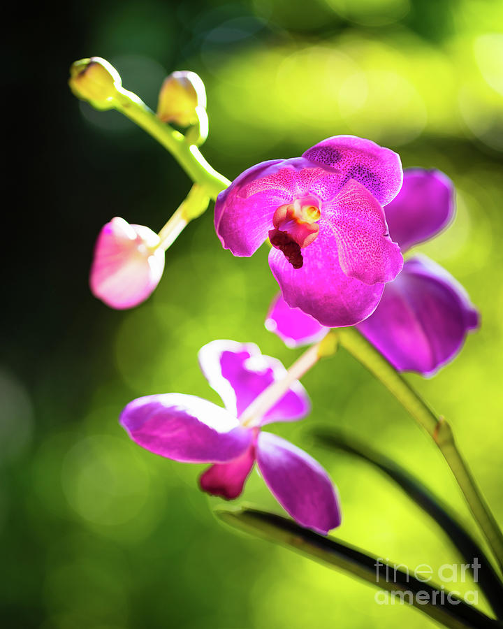Purple Orchid Flowers #7 Photograph by Raul Rodriguez