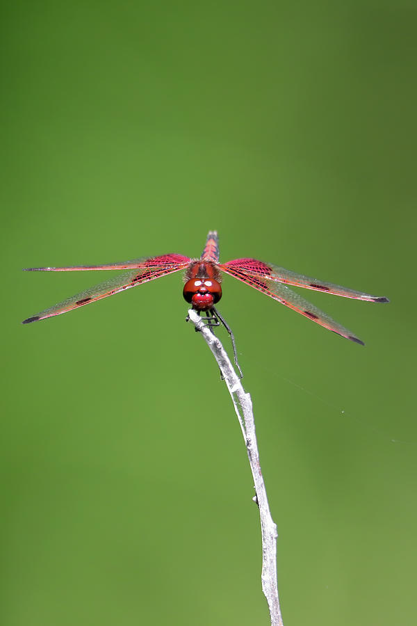 Red Saddlebag Dragonfly #7 Photograph by Brook Burling