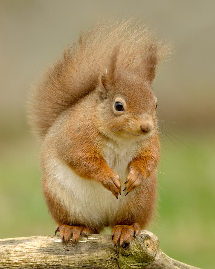Red Squirrel #7 Photograph by Gavin MacRae