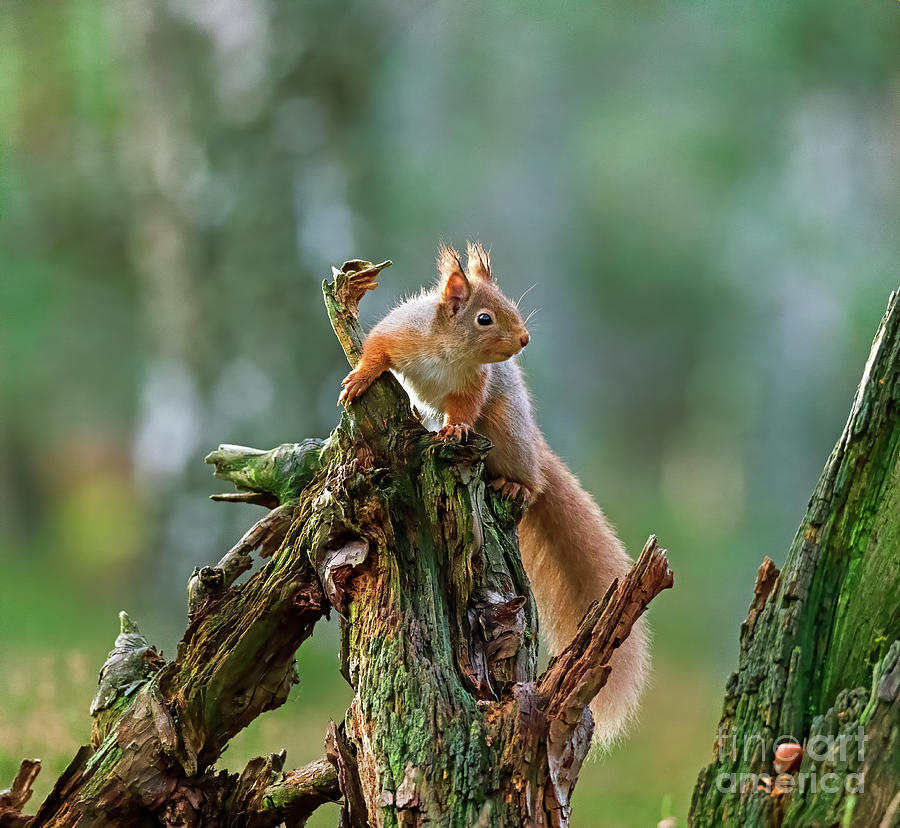 Red squirrel, Sciurus vulgaris #7 Photograph by Louise Heusinkveld