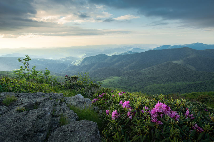 Rhododendron from the Roan Highland Photograph by JW Photography - Fine ...