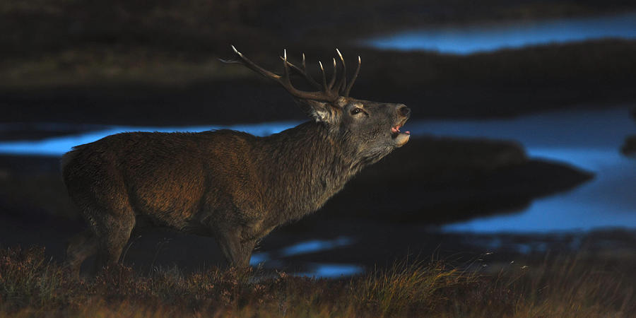 Royal Stag #7 Photograph by Gavin MacRae
