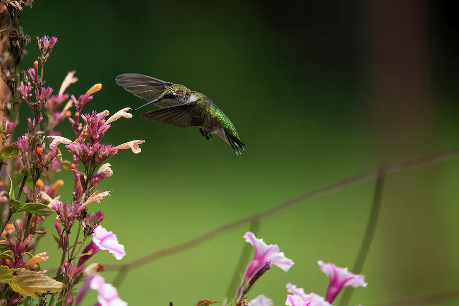 Ruby Throated Hummingbird #7 Photograph by Brook Burling