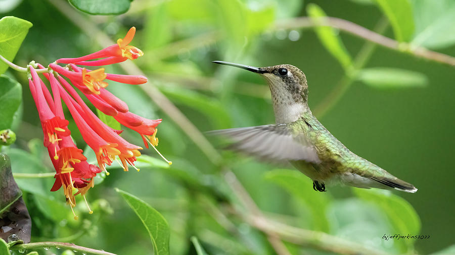 Ruby Throated Hummingbird #7 Photograph by Jeffrey PERKINS