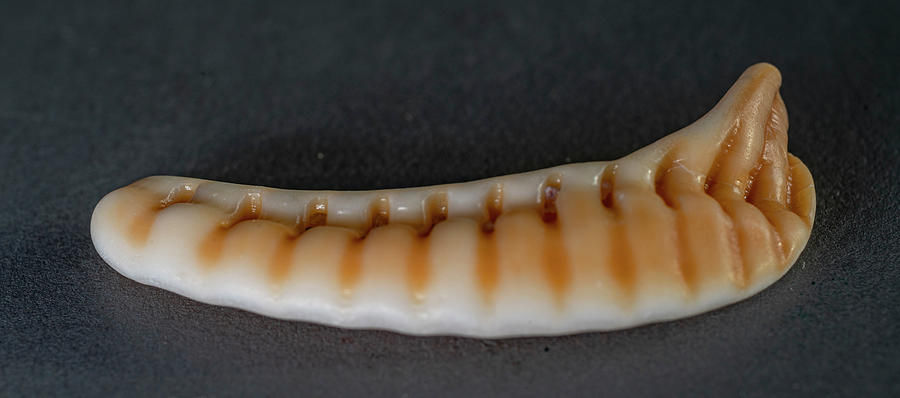 Sea Shells #7 Photograph by Tommy Farnsworth