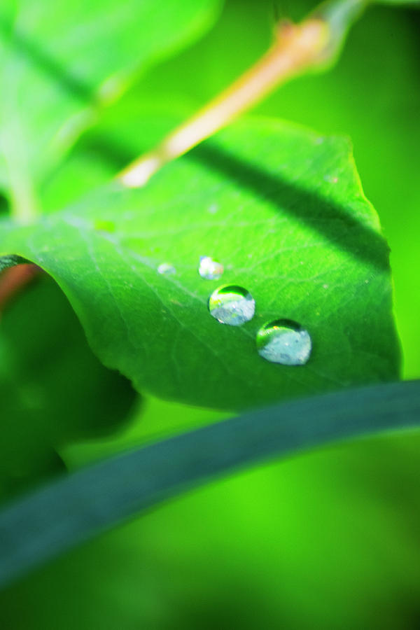 Shades of Green Photograph by Samuel El Halta - Fine Art America