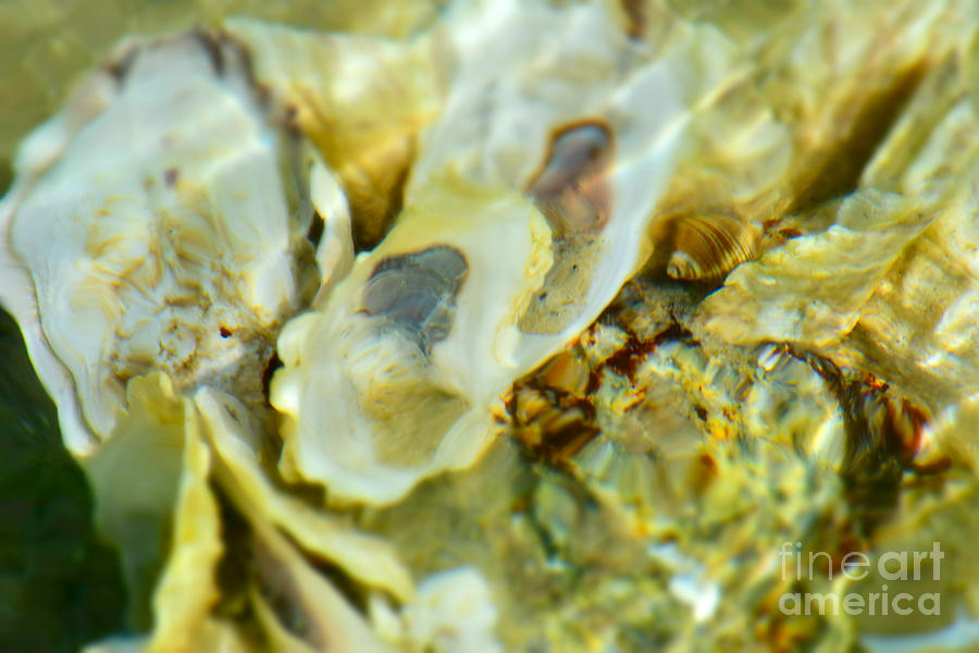 Seashells Seawater Surprise Refraction Photograph by Debra Banks