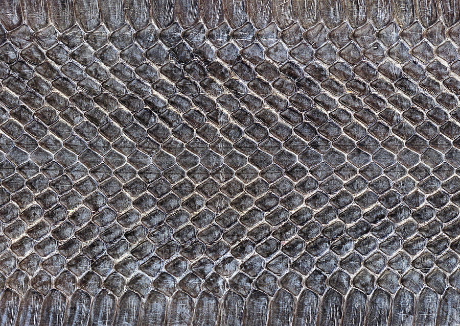 Snakeskin #7 Photograph by Imagenavi Snakeskin #7 Photograph by Imagenavi