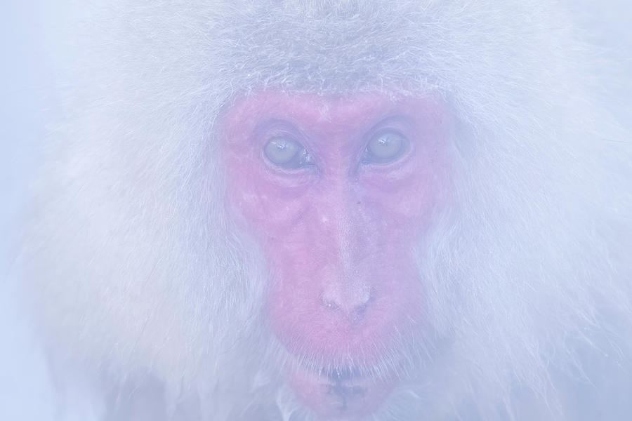 Snow Monkey #7 Photograph by Kiran Joshi