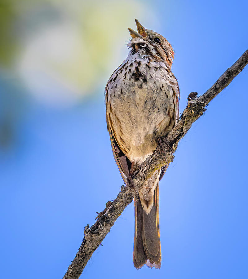 Song Sparrow #7 Photograph by Mark Mille
