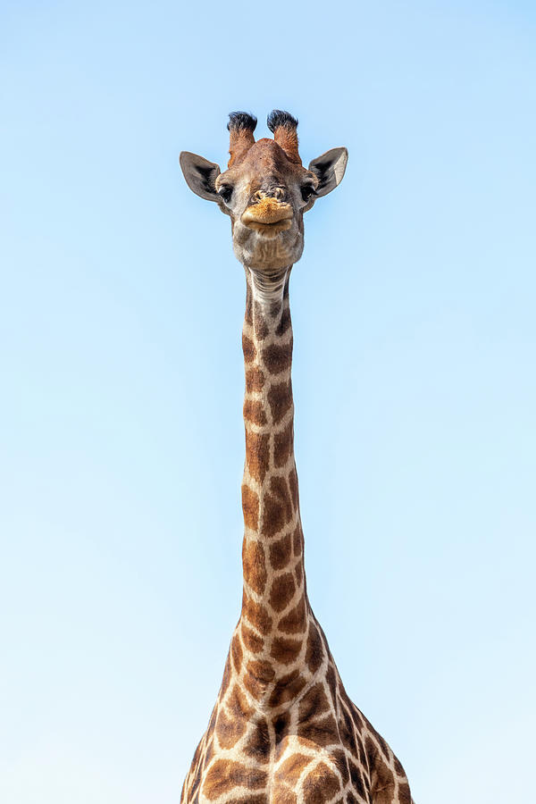 South African Giraffe Chobe Botswana Safari Photograph By Artush Foto