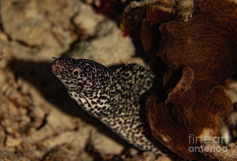 Spotted Moray Eel  #7 Photograph by JT Lewis