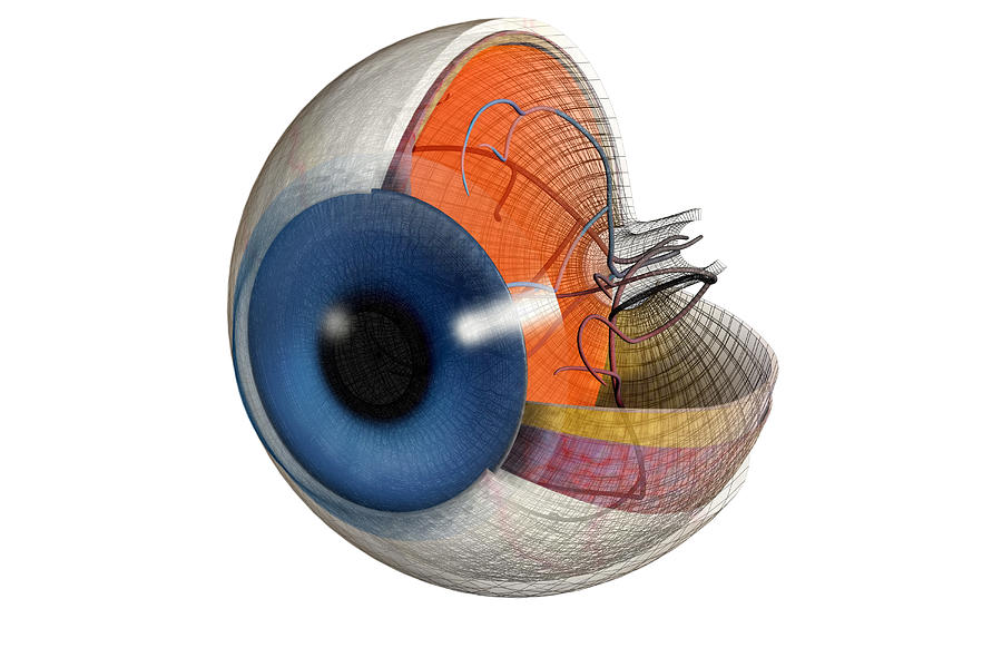 Structure of the eye #7 Drawing by MedicalRF.com