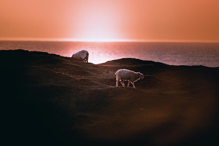 Sheep Photograph - Sunsets #7 by Martin Newman