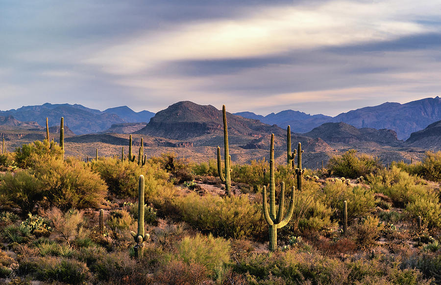 The Beauty Of The Desert Photograph by Saija Lehtonen | Fine Art America