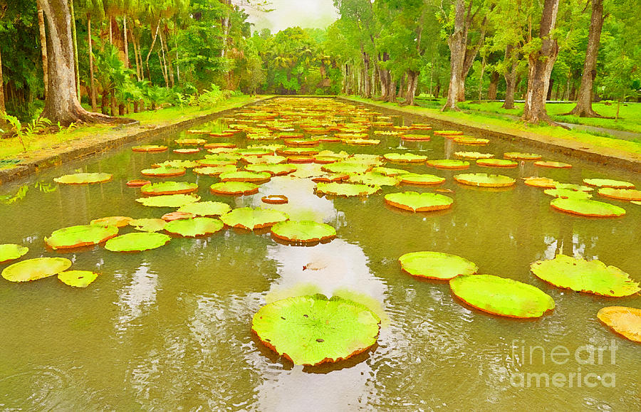 Africa Digital Art - The Lily Ponds of Pamplemousse Botanic Garden #7 by Jules Walters