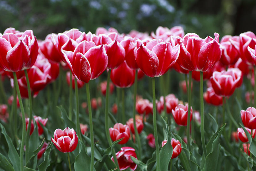 Tulips #7 Photograph by masahiro Makino