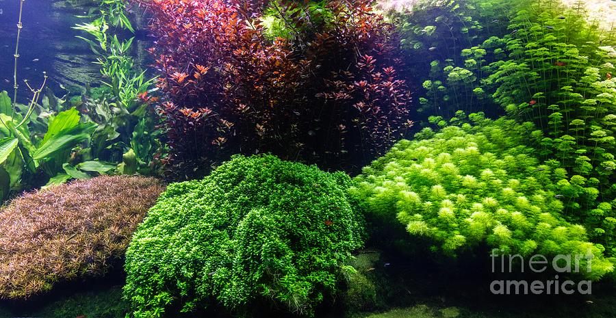 Underwater ocean - fish and coral reef #7 Photograph by Michal Bednarek