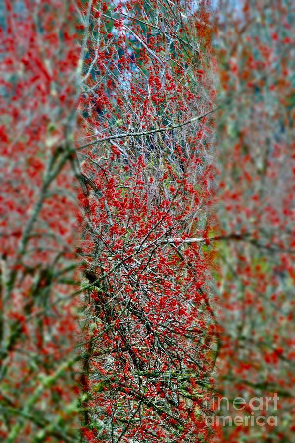 Vermont  Red Dreamscape Photograph by Debra Banks