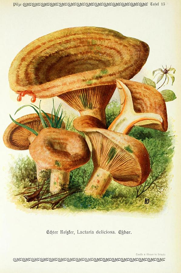 Vintage Fungi Illustrations #7 Mixed Media by World Art Collective