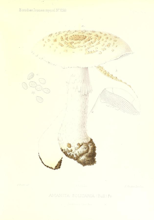 Vintage, Poisonous and Fly Mushroom Illustrations #7 Mixed Media by World Art Collective