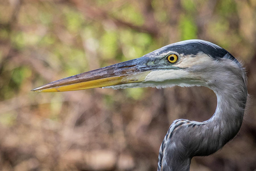 wading-birds-heron-s-photograph-by-george-capaz-pixels