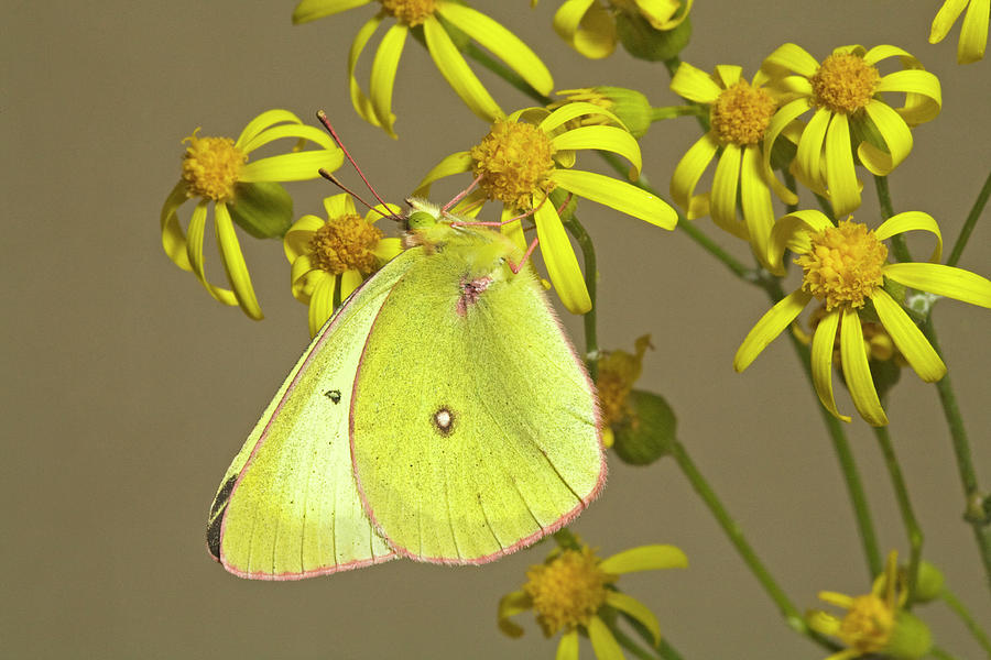 Western Sulphur Butterfly #7 Photograph by Buddy Mays
