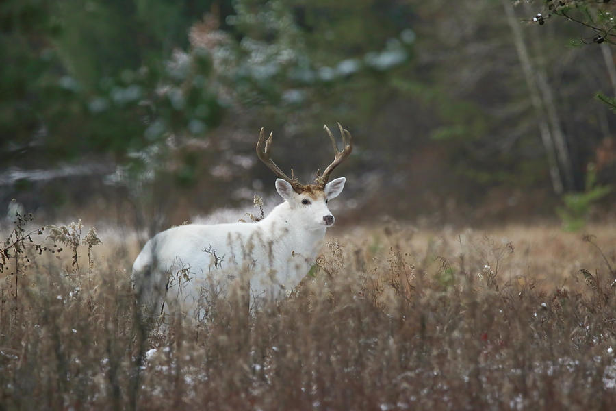 White Buck #7 Photograph by Brook Burling