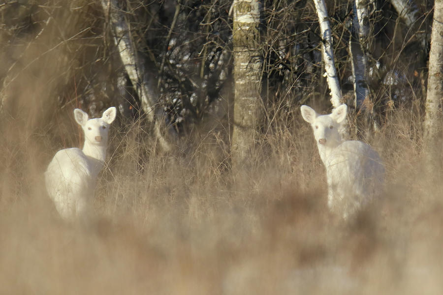 White Deer #7 Photograph by Brook Burling