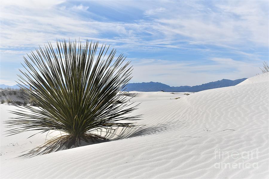 White Sands National Park Photograph by Leslie M Browning