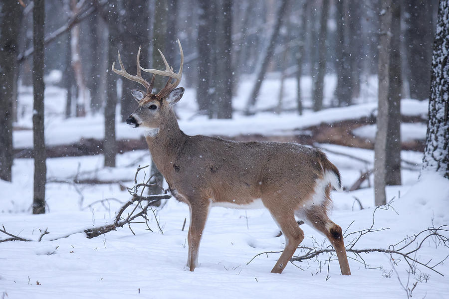 Whitetail Buck #7 Photograph by Brook Burling