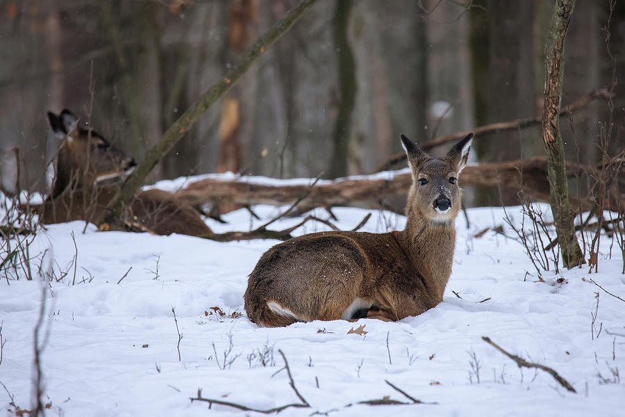 Whitetail Doe #7 Photograph by Brook Burling