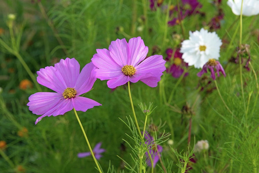 Wild Flowers-along a woods edge-Howard County Indiana Photograph by ...