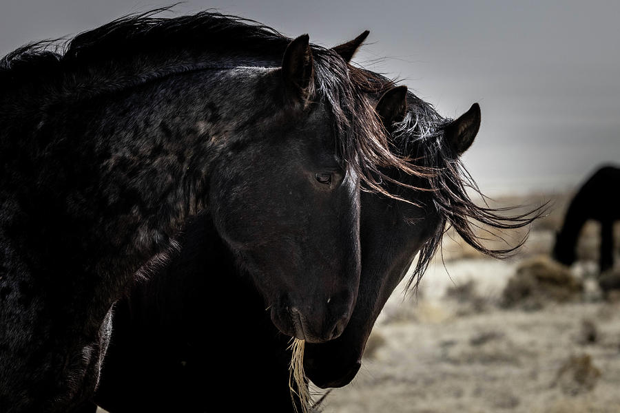 Wild Horses #7 Photograph by Julie Argyle