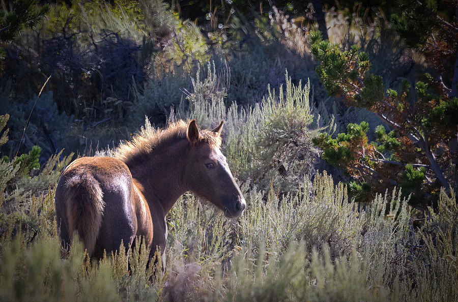 Wild Horses #7 Photograph by Laura Terriere