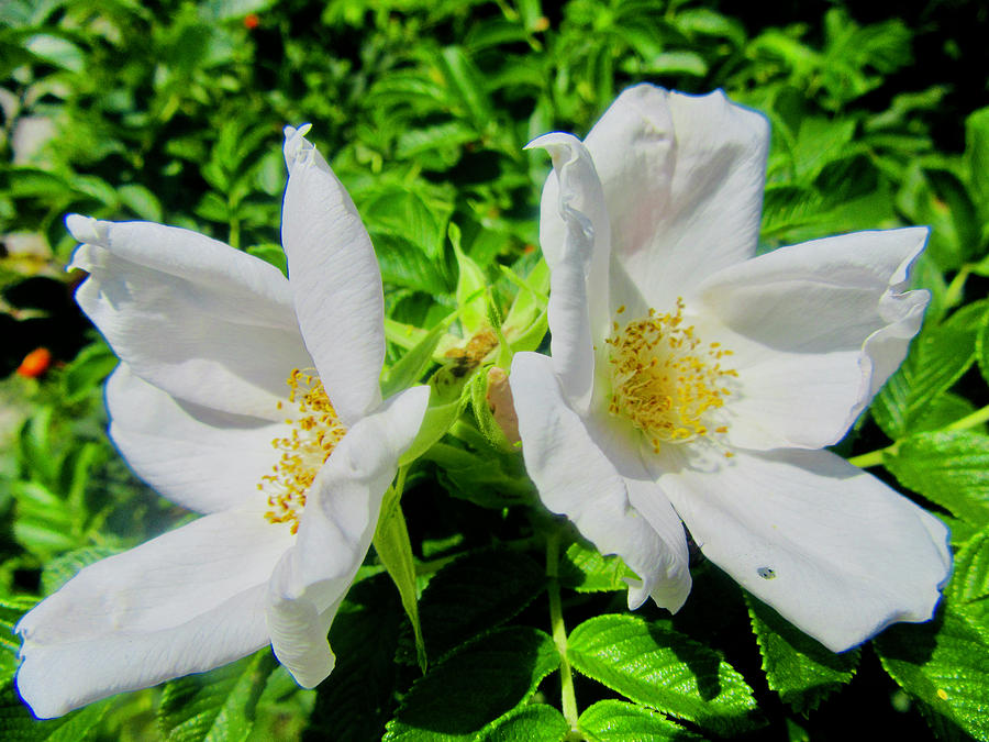 Wild roses #7 Photograph by Stephanie Moore
