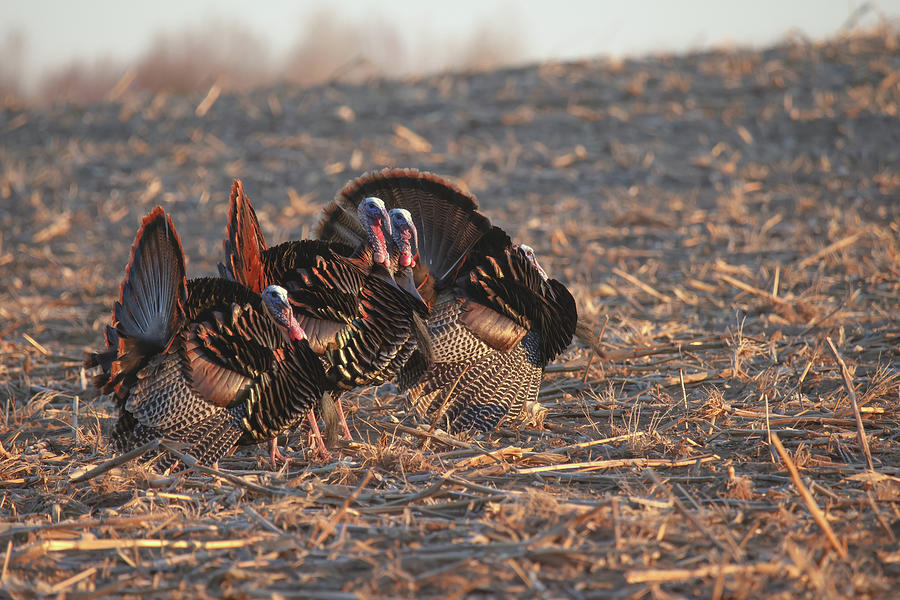 Wild Turkey #7 Photograph by Brook Burling