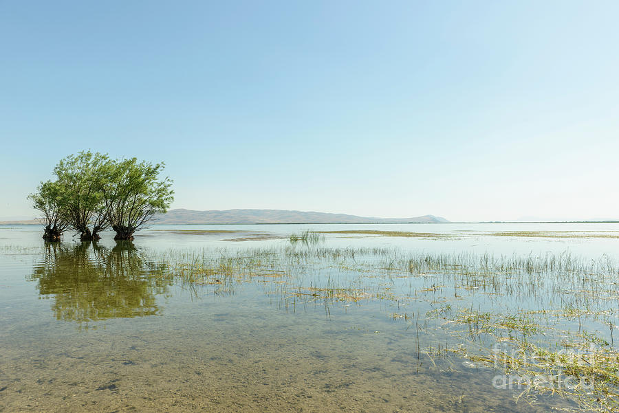 Willow tree by the water Photograph by Emirali KOKAL - Fine Art America