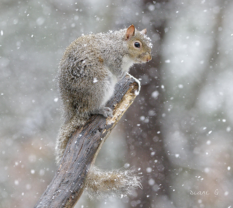 Winter Squirrel #7 Photograph by Diane Giurco
