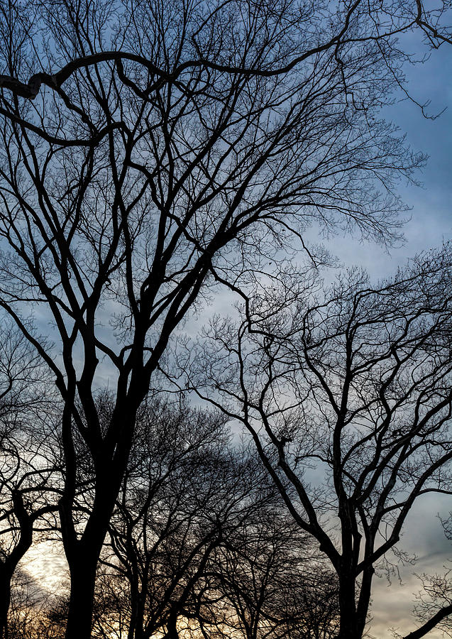 Winter Trees Sky and Clouds #7 Photograph by Robert Ullmann