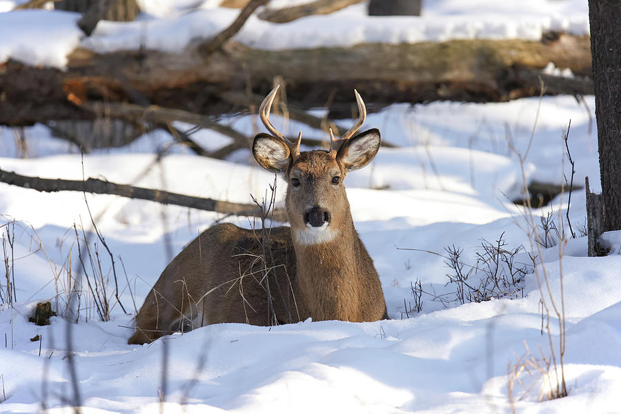 Winter Whitetail #7 Photograph by Brook Burling