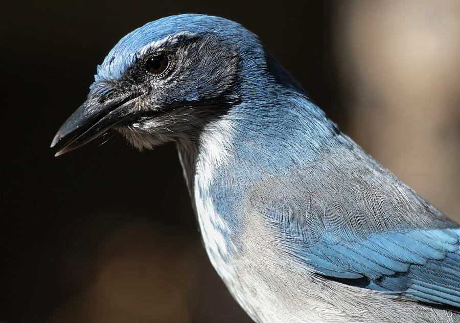 Woodhouse's scrub jay Photograph by Selena Ross Pixels