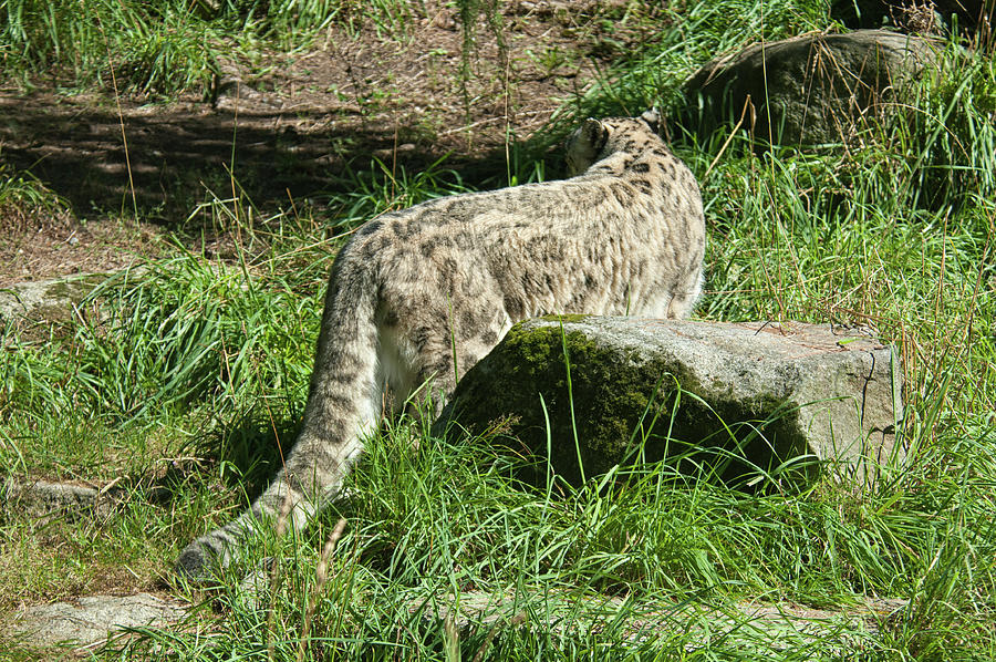 Woodland Park Zoo Big Cats Digital Art
