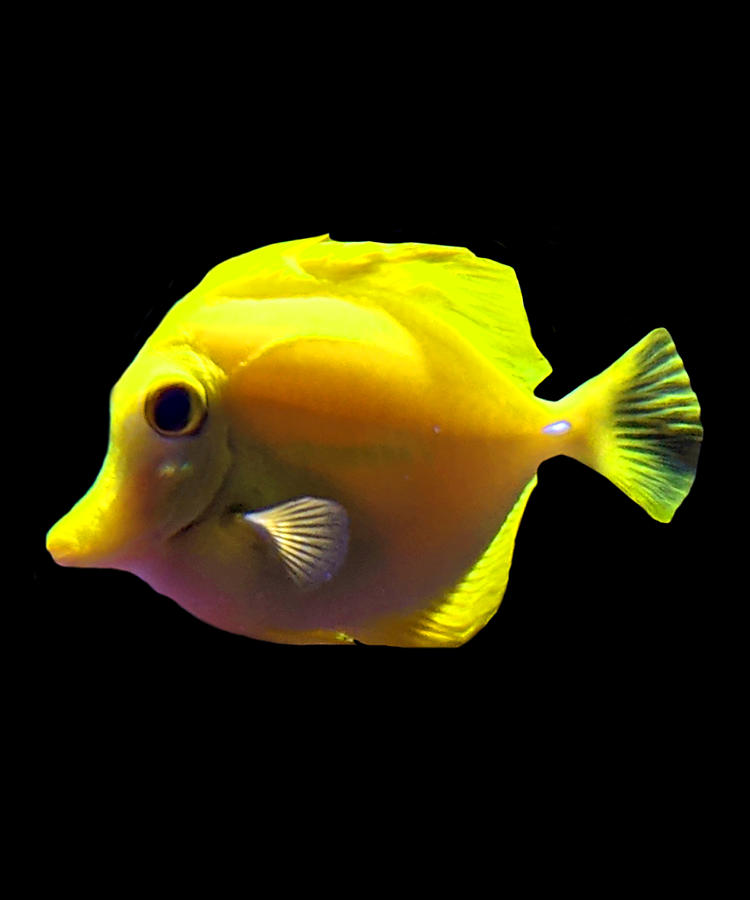 Yellow Fish Digital Art by Kelly Johnson - Fine Art America