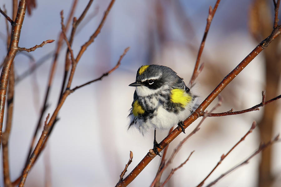 Yellow Rumped Warbler #7 Photograph by Brook Burling
