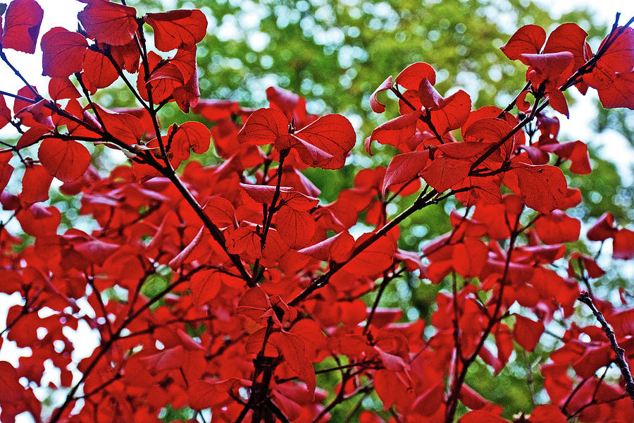 70 Autumn in Thornapple River Area in Grand Rapids, Michigan by Ruth Hager 70 Autumn in Thornapple River Area in Grand Rapids, Michigan by Ruth Hager