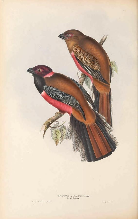 Beautiful Birds by John Gould #74 Mixed Media by World Art Collective