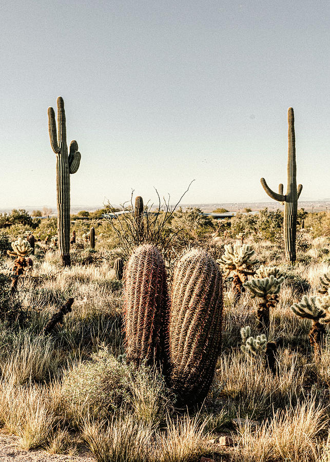Desert Photography #70 Photograph by Desert Photography